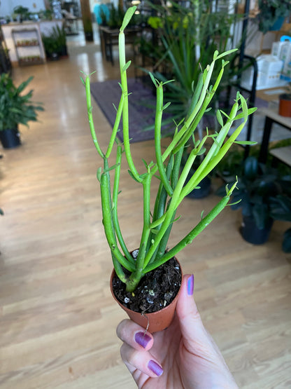 Euphorbia tirucalli 'Sticks of fire'