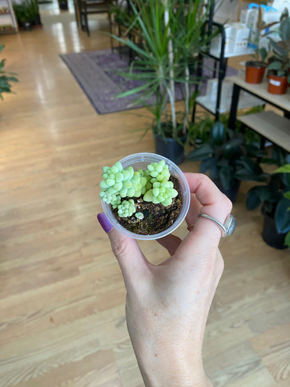 Sedum 'Burrito's Tail'