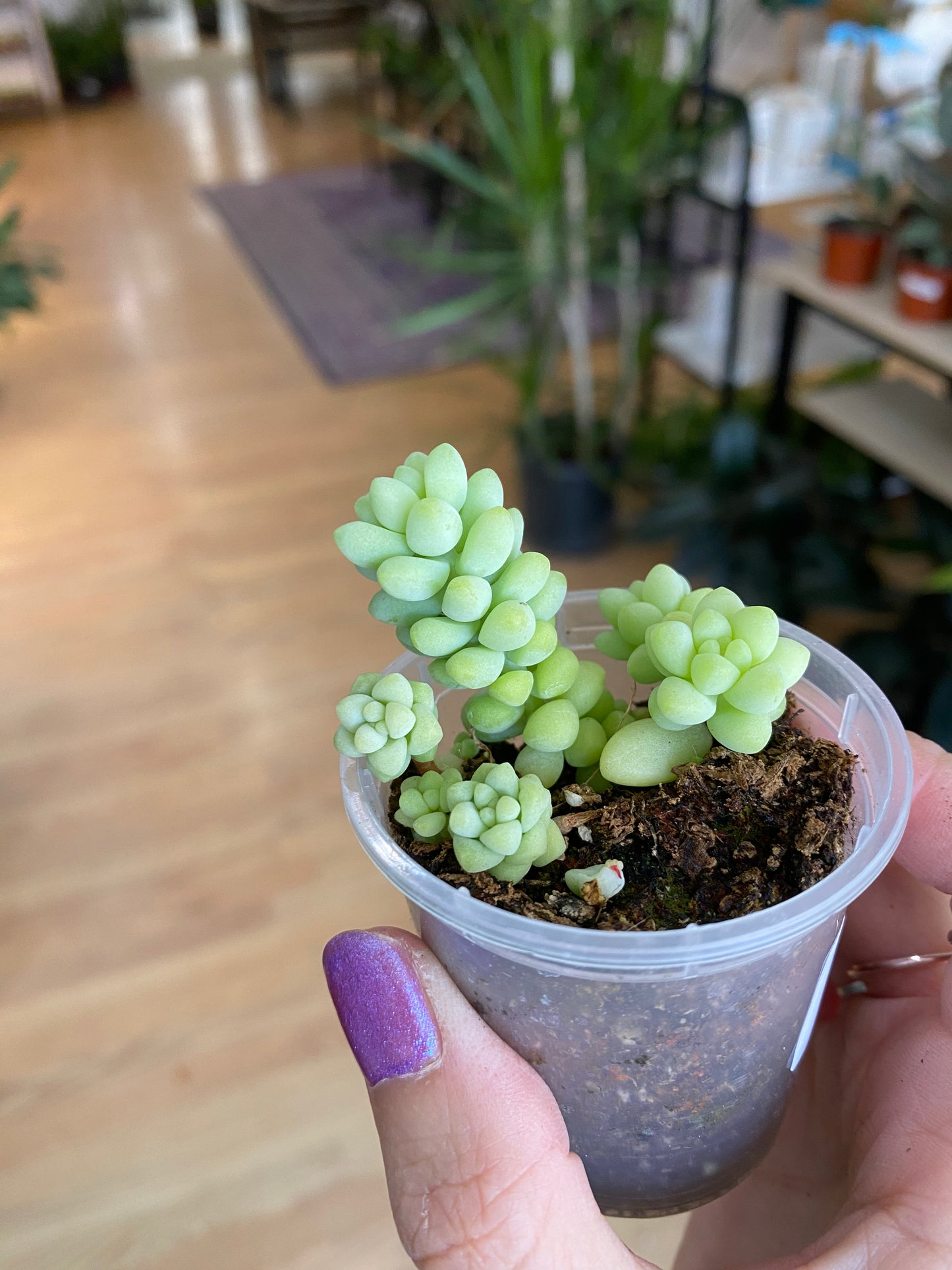 Sedum 'Burrito's Tail'