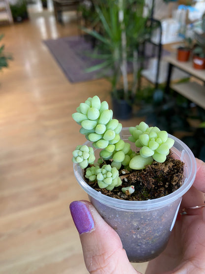 Sedum 'Burrito's Tail'