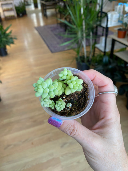 Sedum 'Burrito's Tail'
