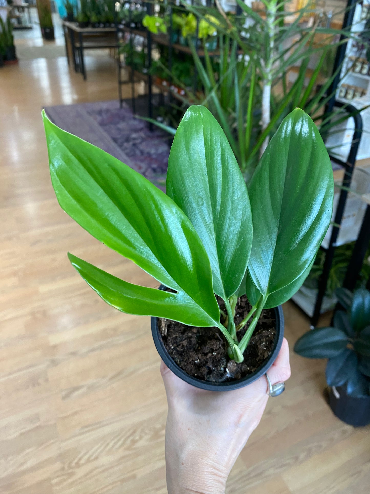 Rhaphidophora decursiva 'Dragon Tail' - 4" Pot
