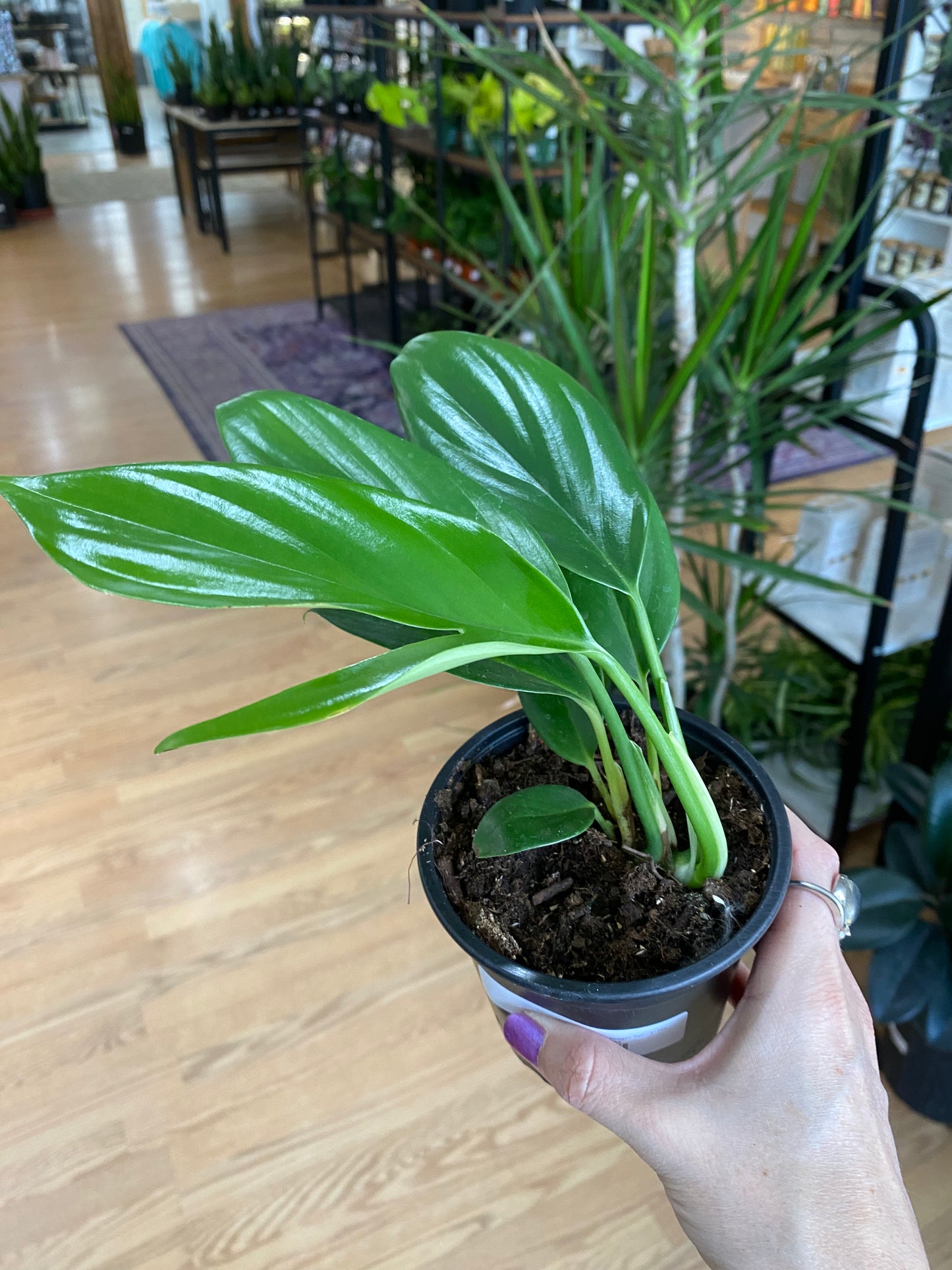 Rhaphidophora decursiva 'Dragon Tail' - 4" Pot