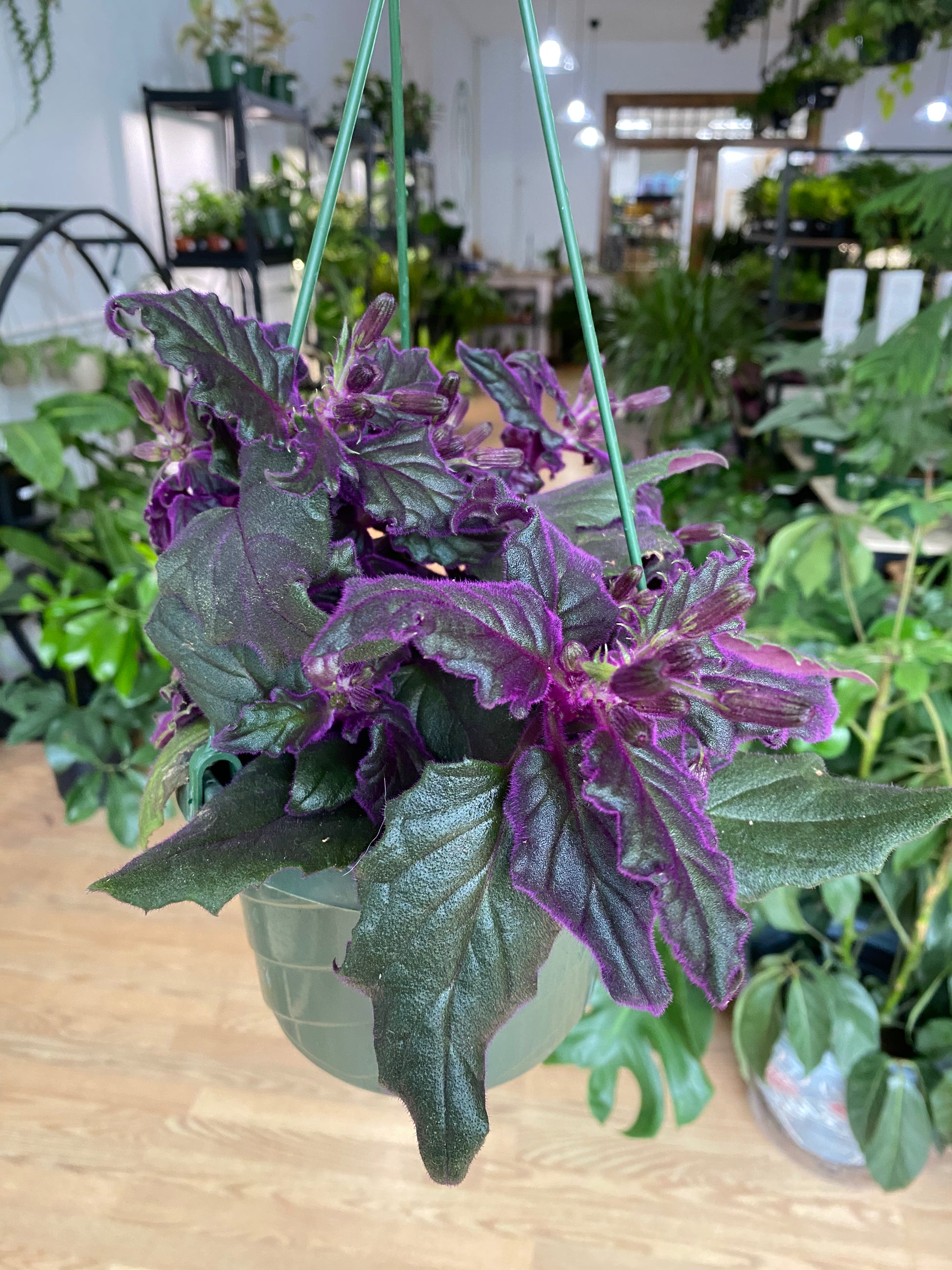 purple passion succulent Gynura Aurantiaca 'Purple Passion'