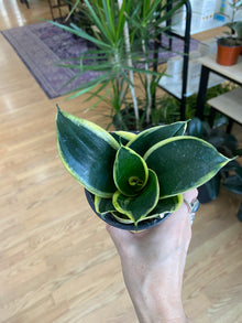 Sansevieria Hahnii 'Jade Pagoda' - 3" Pot