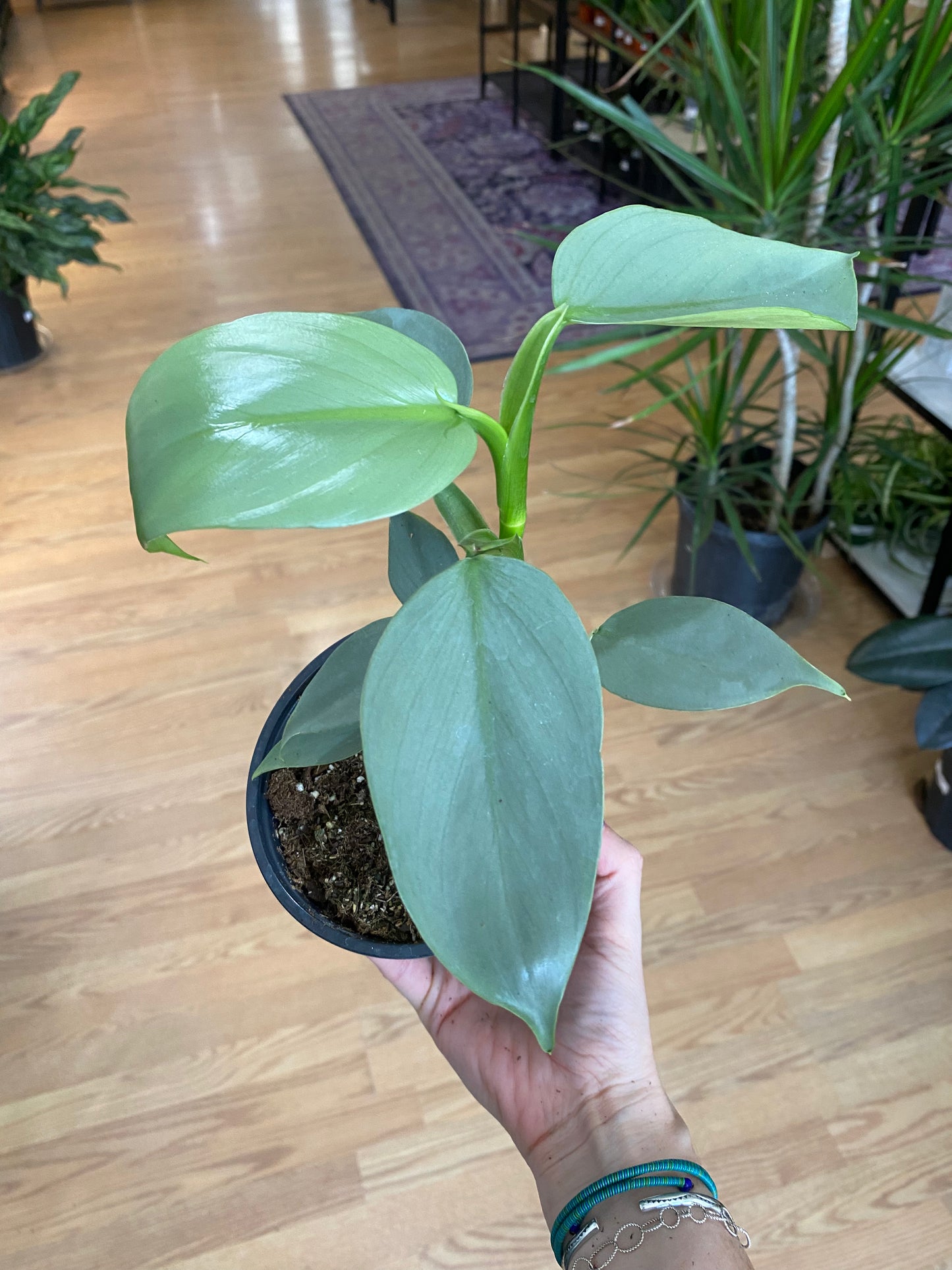 Philodendron hastatum ‘Silver Sword’