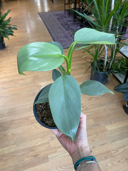 Philodendron hastatum ‘Silver Sword’