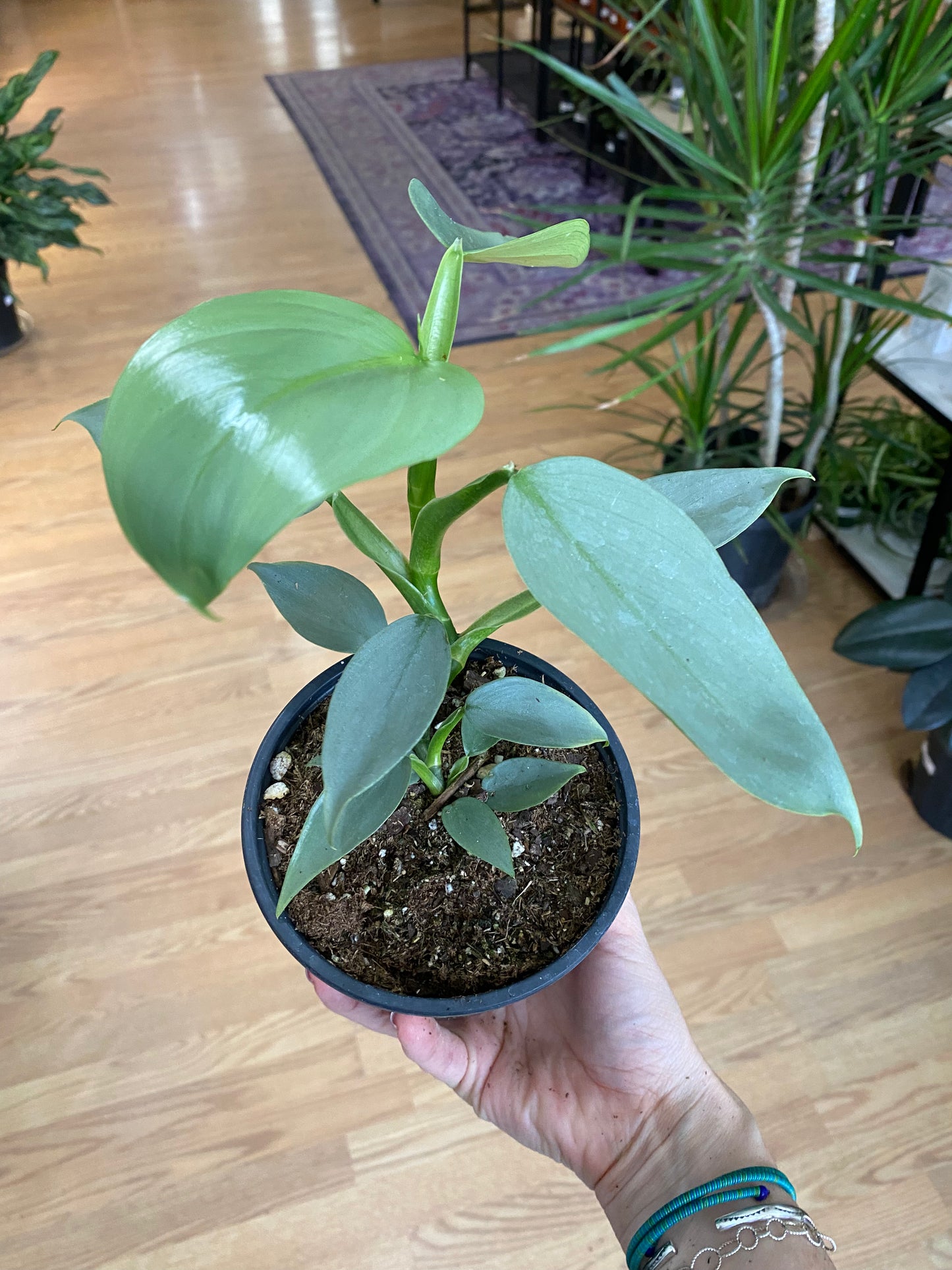 Philodendron hastatum ‘Silver Sword’