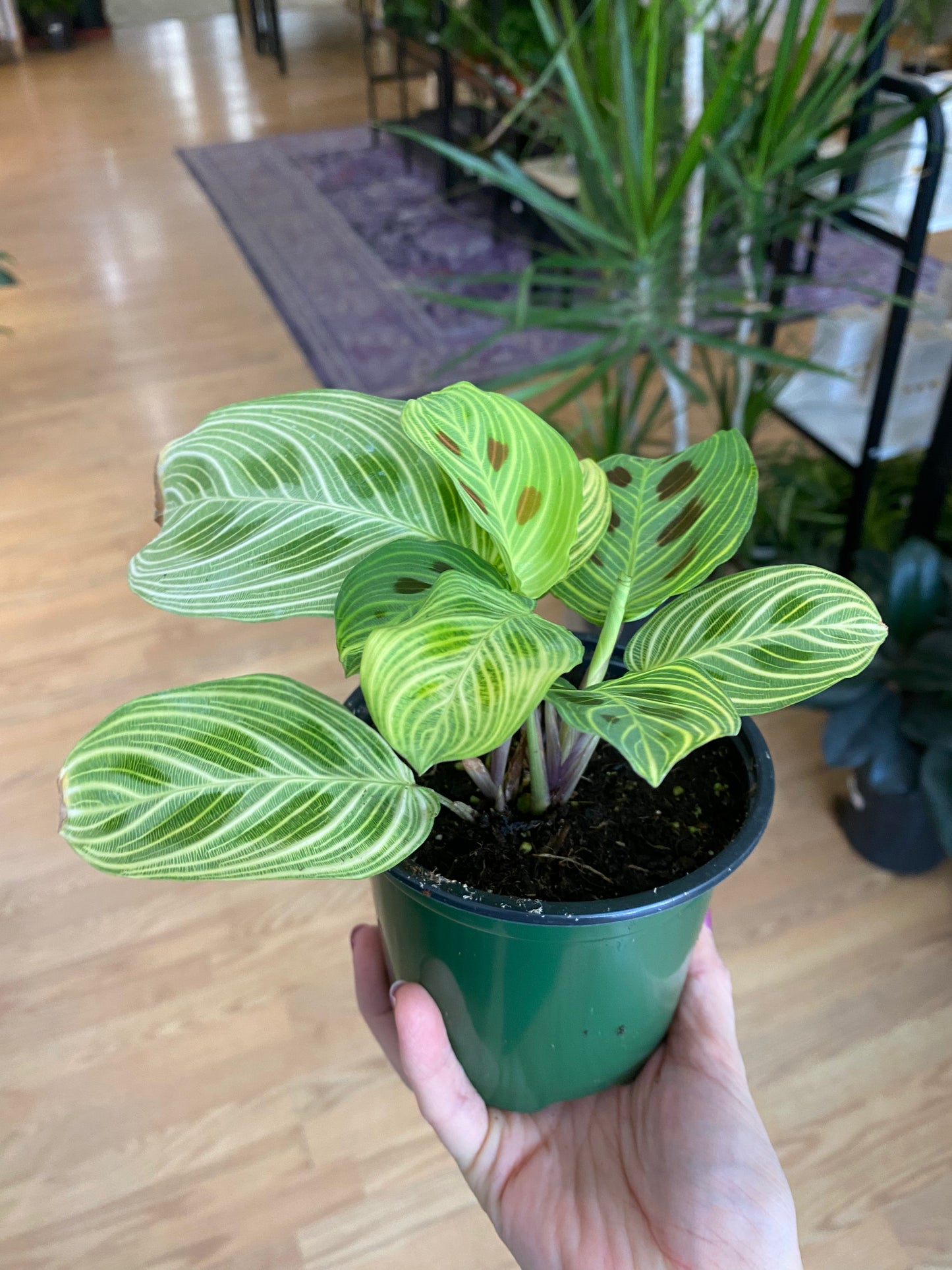 Maranta 'Fantasy Prayer Plant' - 4.5" Pot