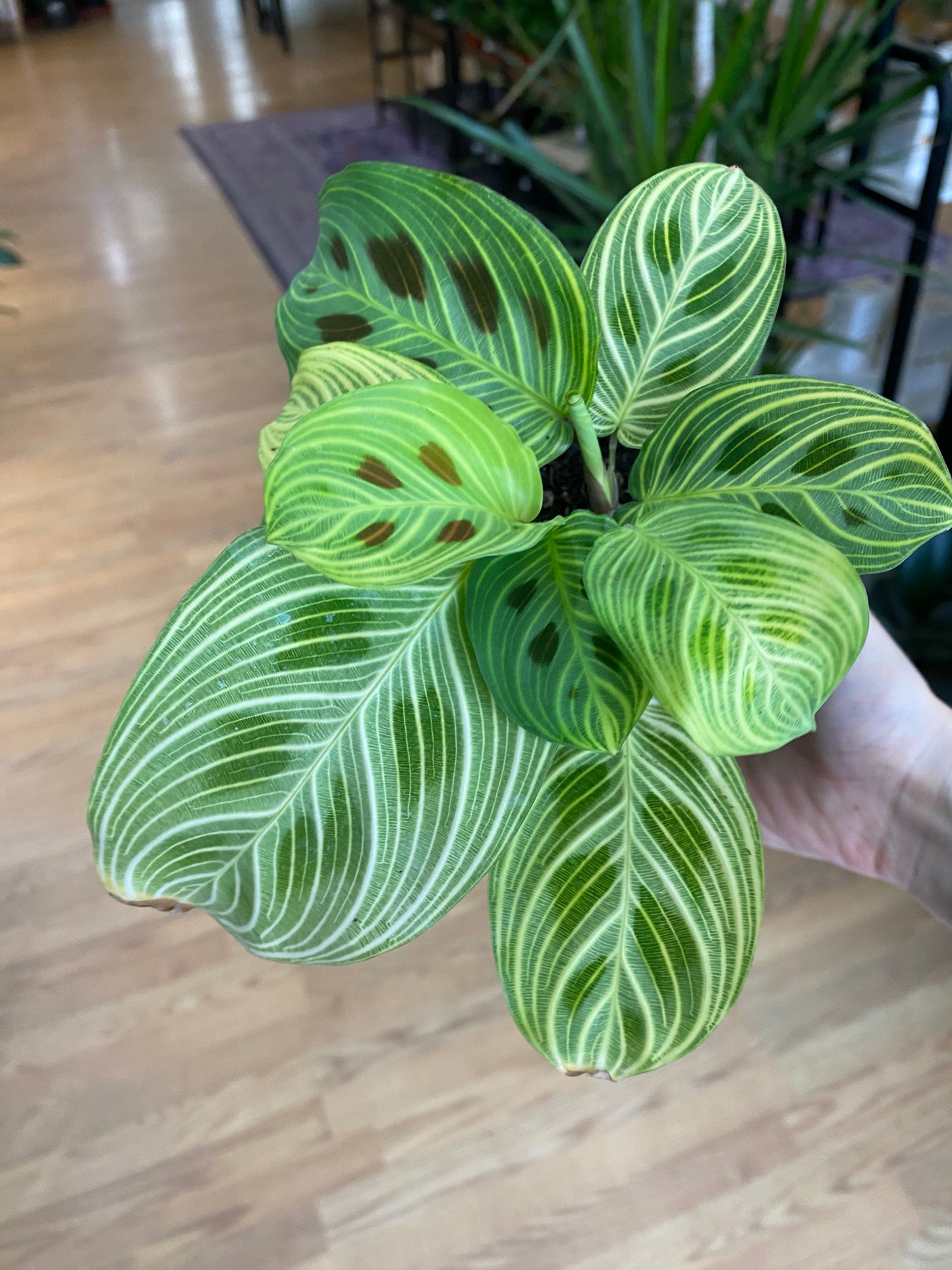 Maranta 'Fantasy Prayer Plant' - 4.5" Pot