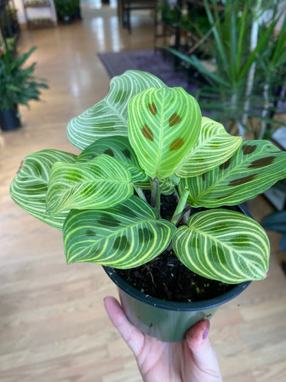 Maranta 'Fantasy Prayer Plant' - 4.5" Pot
