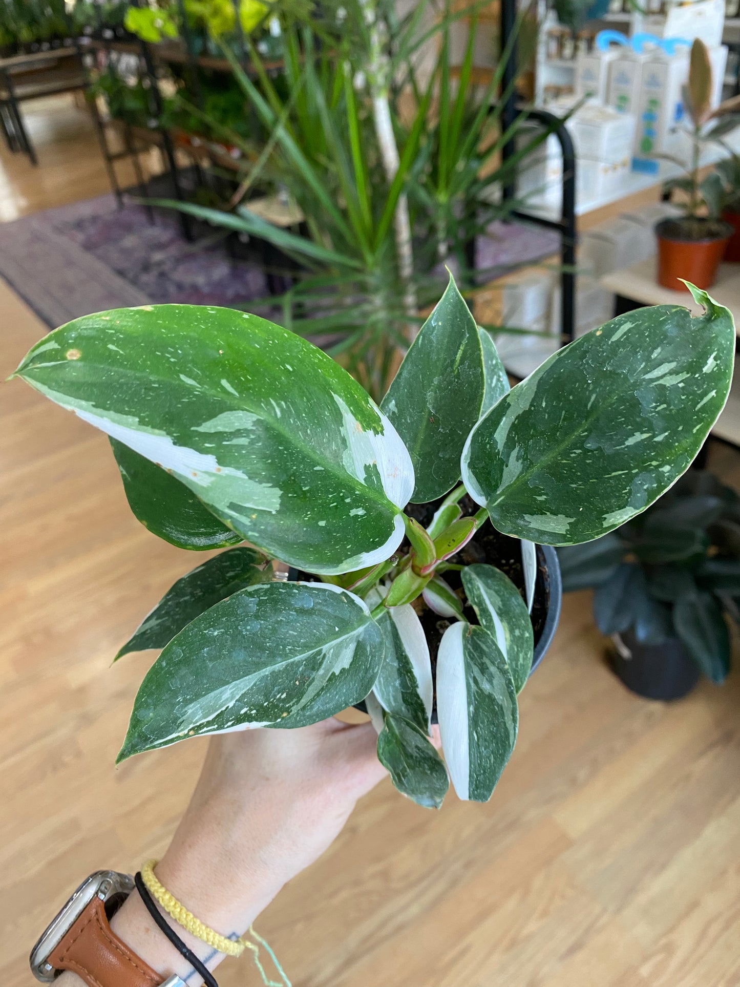 Philodendron 'White Princess' - 3" Pot