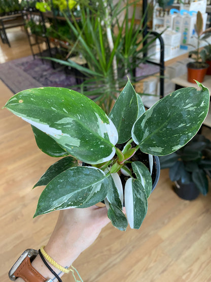 Philodendron 'White Princess' - 3" Pot