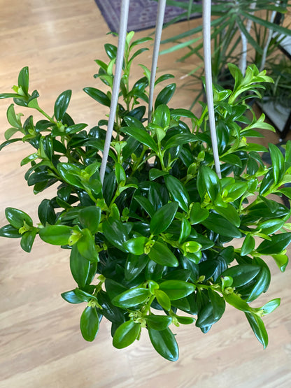 Nematanthus 'Goldfish Plant'