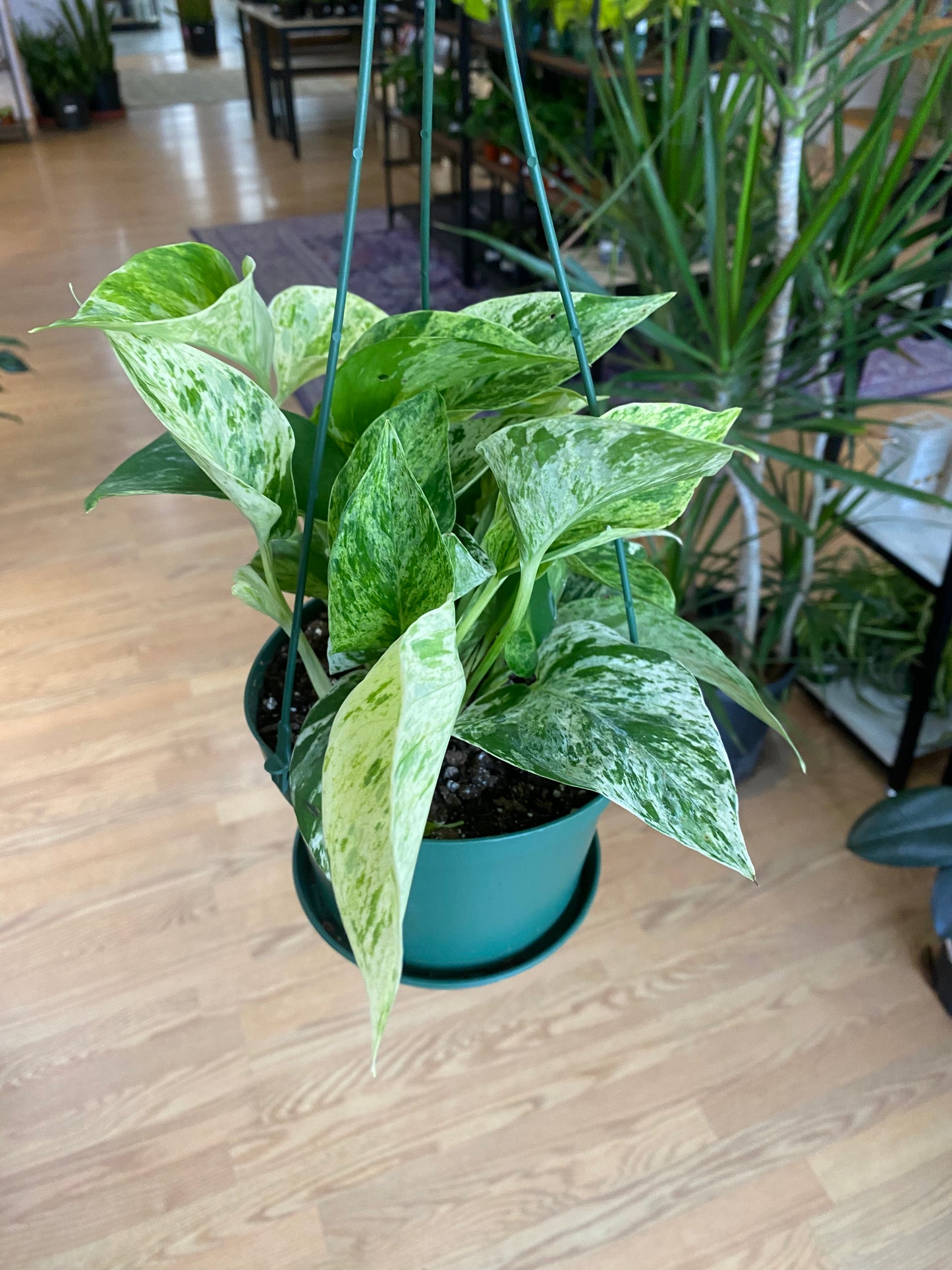 Epipremnum Aureum 'Pothos Marble Queen'