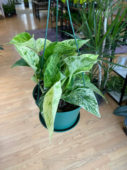Epipremnum Aureum 'Pothos Marble Queen'