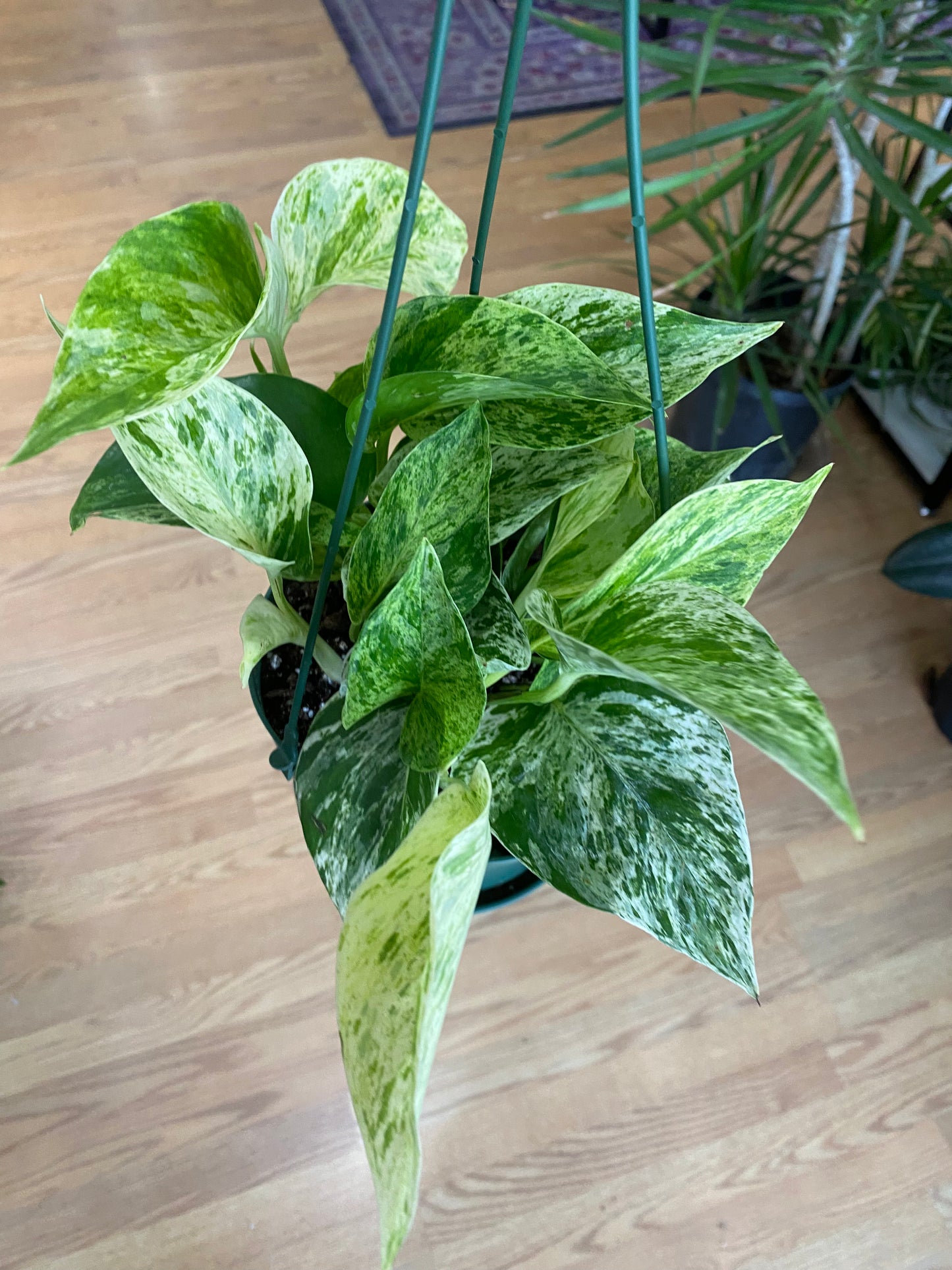 Epipremnum Aureum 'Pothos Marble Queen'