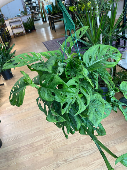 Monstera adansonii 'Swiss Cheese'