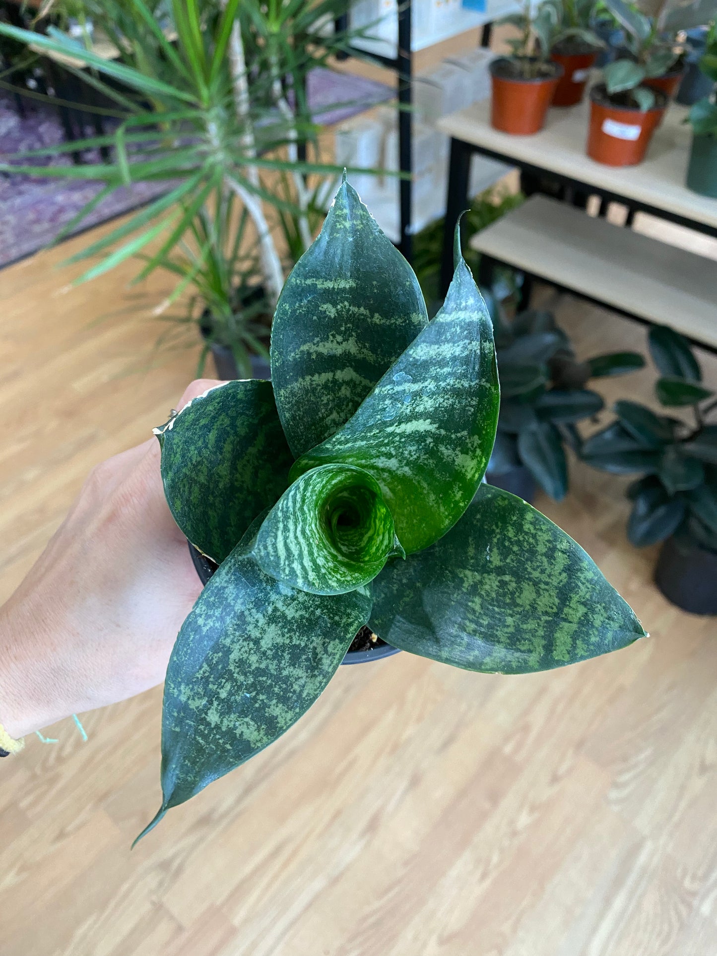 Sansevieria Hahnii 'Green Snake Plant' - 3" Pot