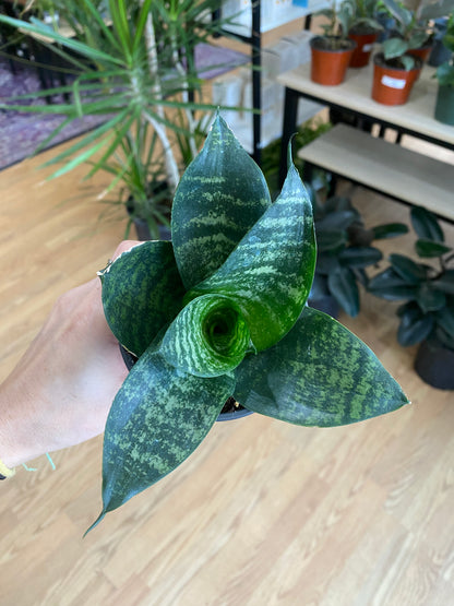 Sansevieria Hahnii 'Green Snake Plant' - 3" Pot