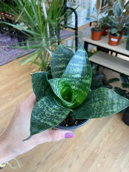 Sansevieria Hahnii 'Green Snake Plant' - 3" Pot