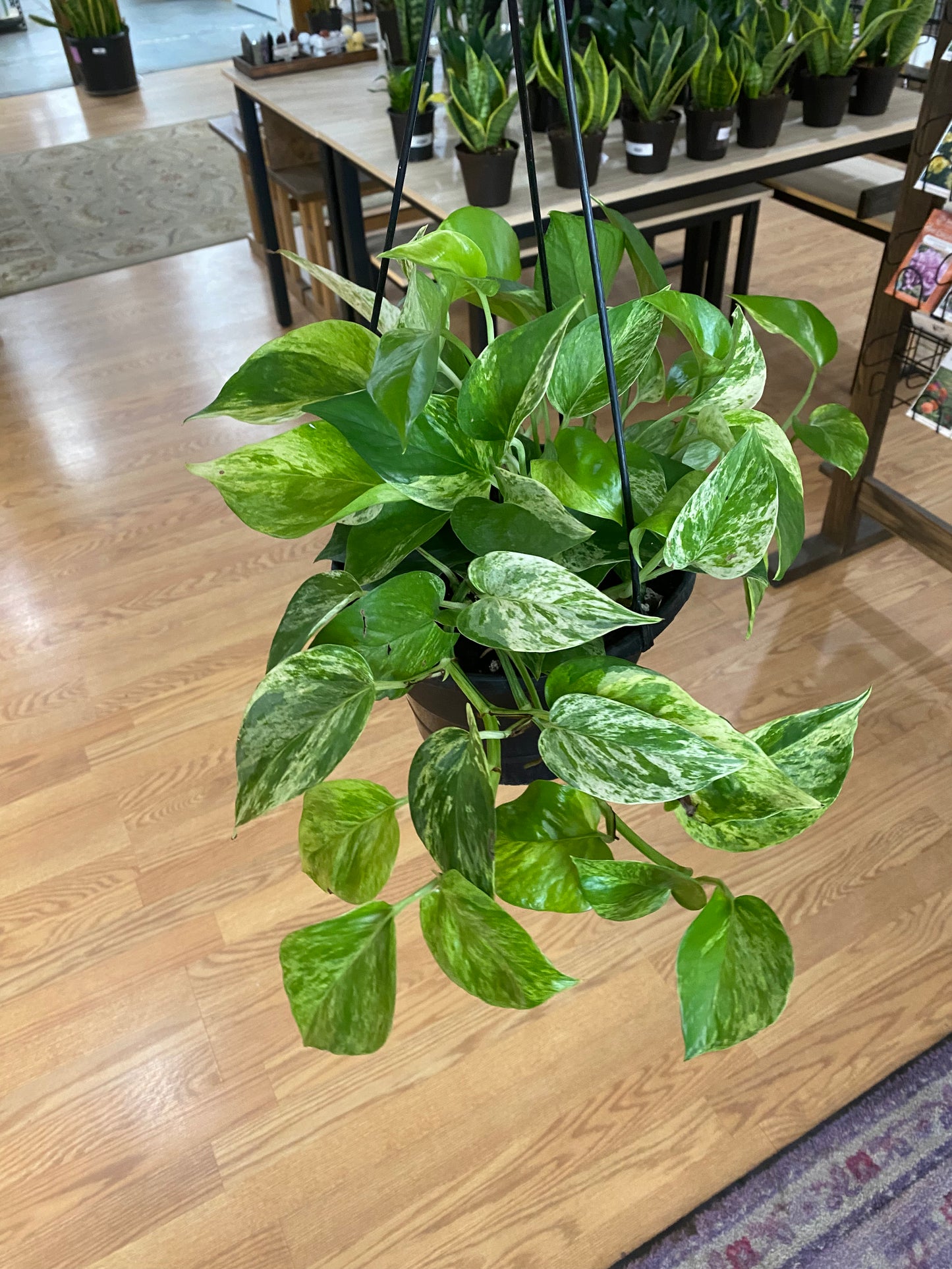 Epipremnum Aureum 'Pothos Marble Queen'