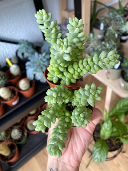 Sedum 'Burro's Tail'