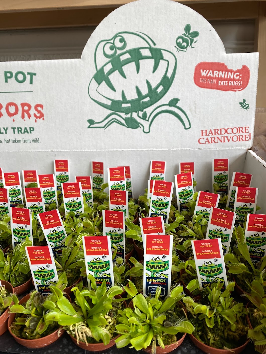 Dionaea Muscipula ‘Venus Fly Trap’