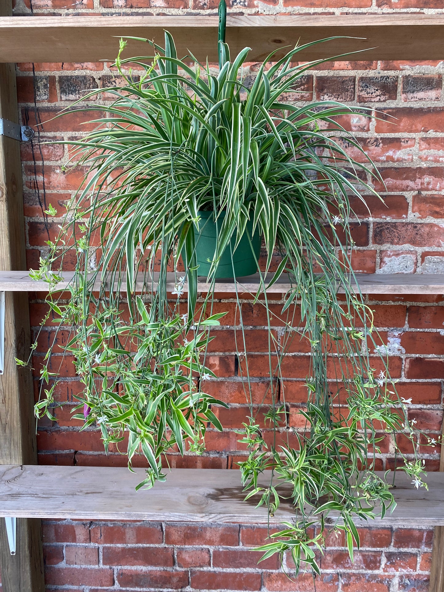 Chlorophytum comosum 'Irish Spider Plant' - 8" Hanging Basket