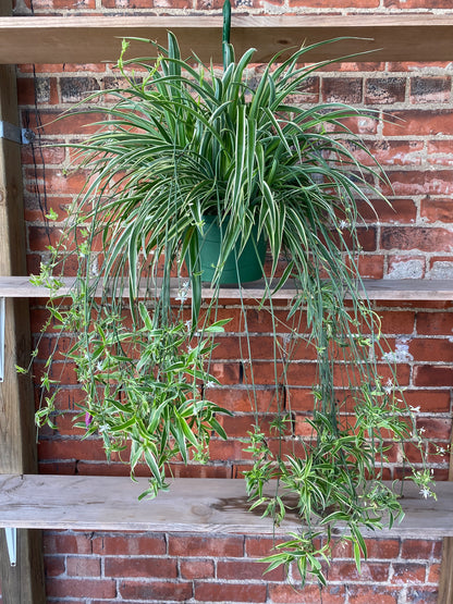 Chlorophytum comosum 'Irish Spider Plant' - 8" Hanging Basket