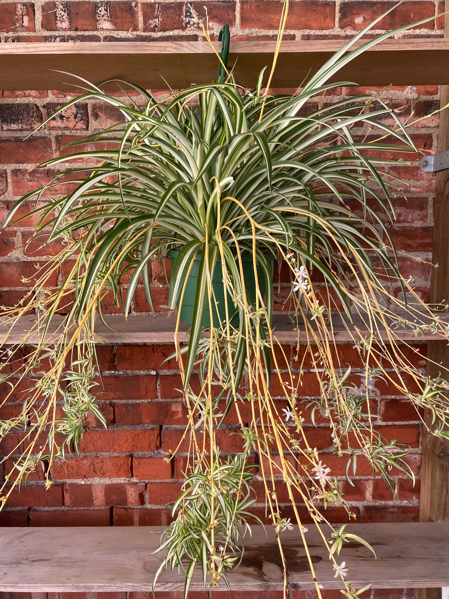 Chlorophytum comosum ‘Variegated Spider Plant’