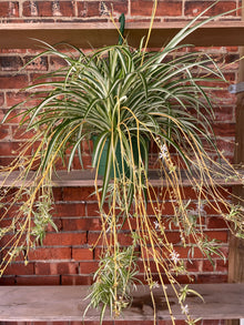Chlorophytum comosum ‘Variegated Spider Plant’