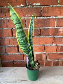 Sansevieria laurentii 'Snake Plant'