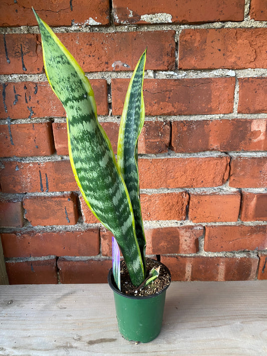 Sansevieria laurentii 'Snake Plant'