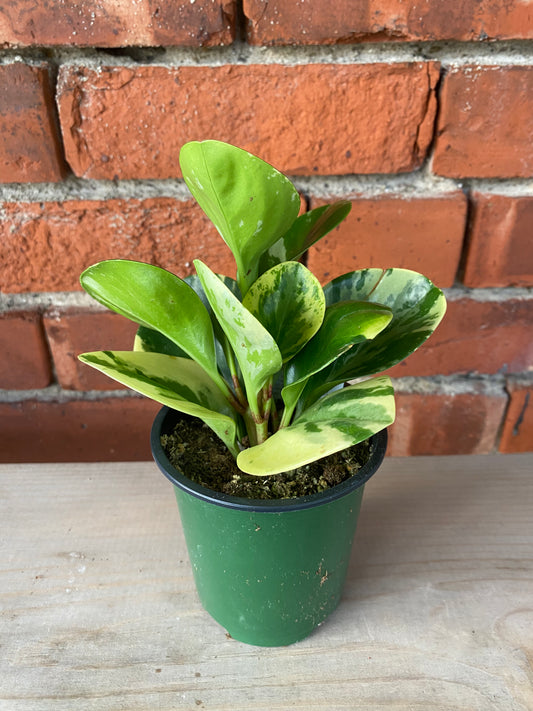 Peperomia obtusifolia 'Marble'