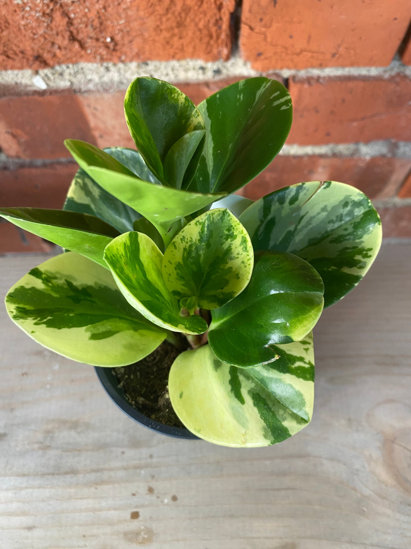 Peperomia obtusifolia 'Marble'