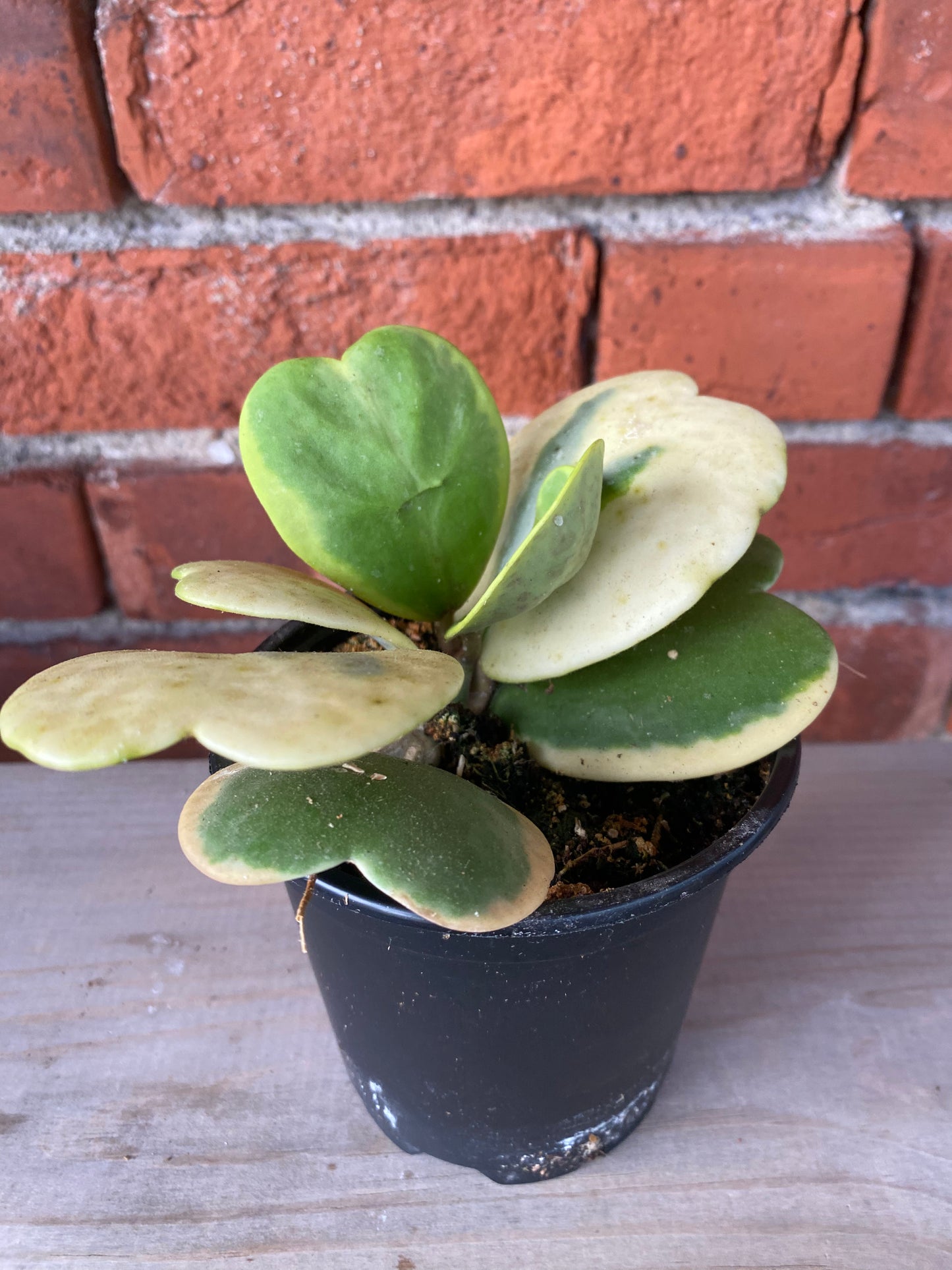 Hoya kerrii ‘Albo Sweetheart Hoya’ - 4" Pot
