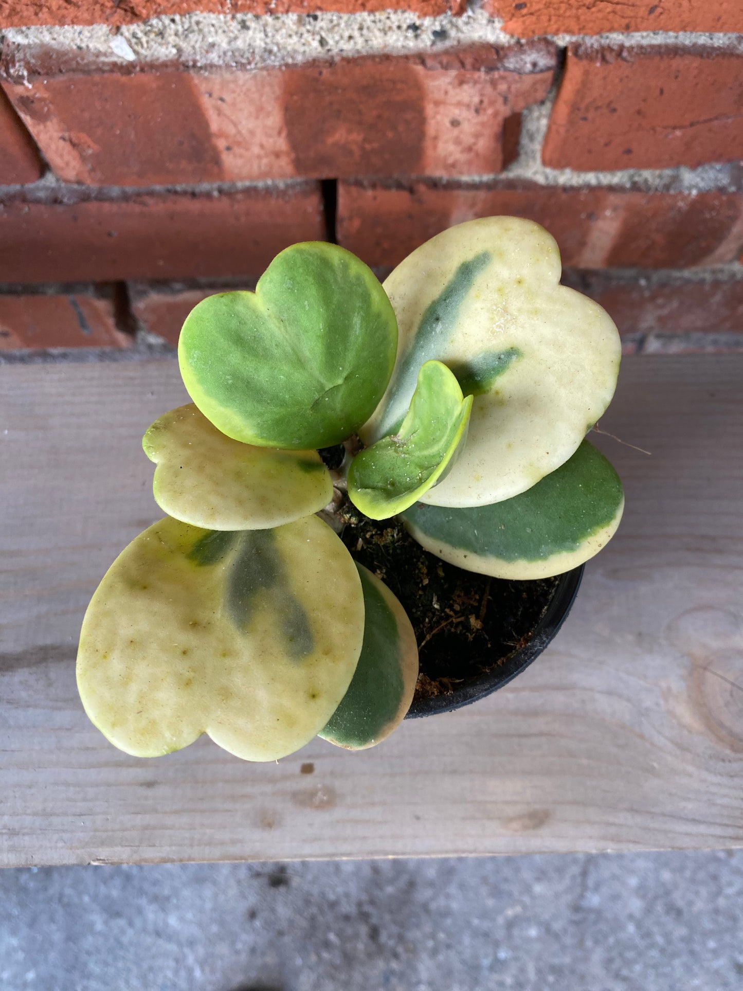 Hoya kerrii ‘Albo Sweetheart Hoya’ - 4" Pot