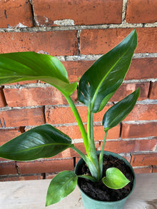Strelitzia nicolai ‘White Bird of Paradise’