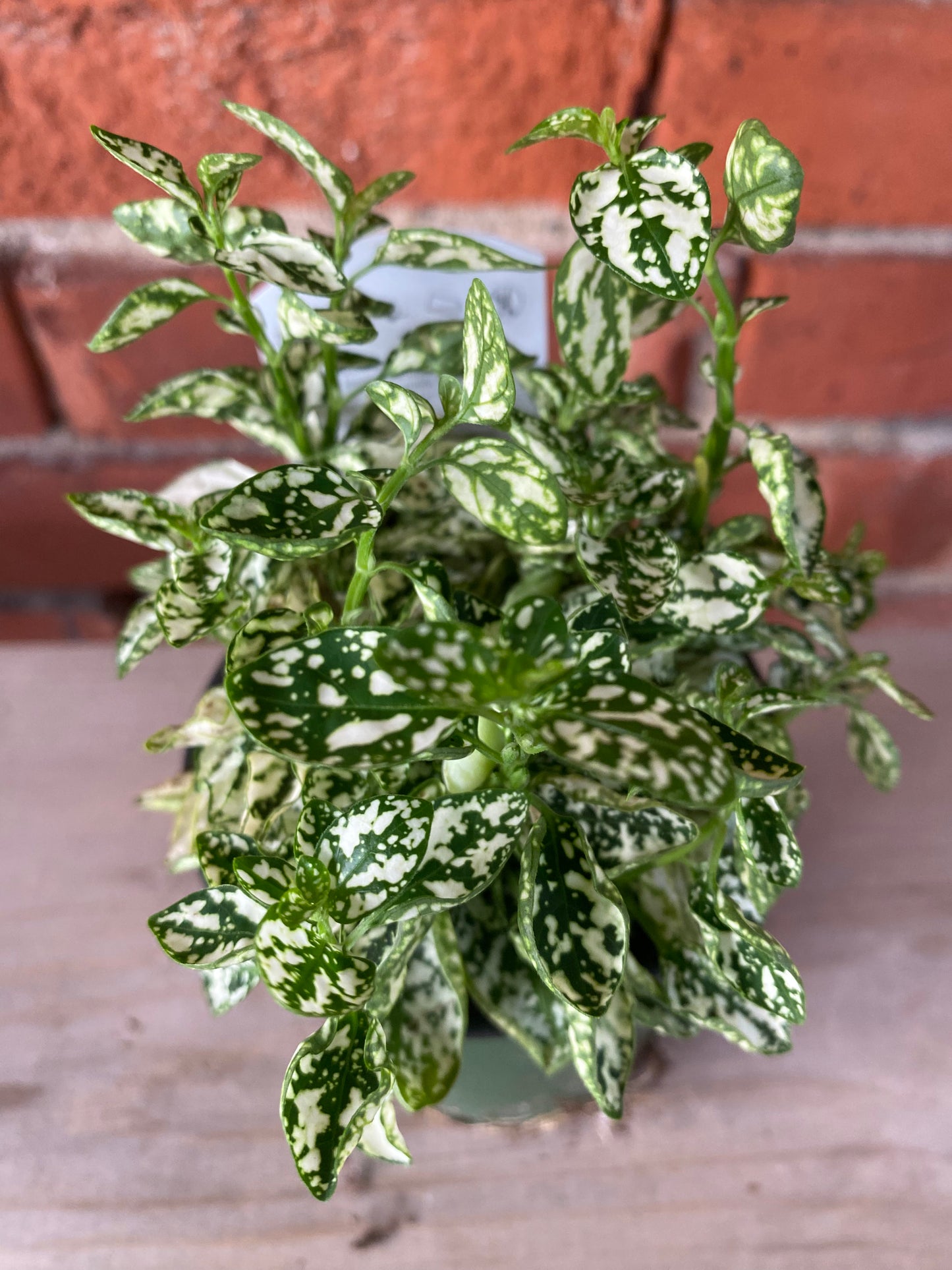 Hypoestes Phyllostachya 'Polka Dot Plant'