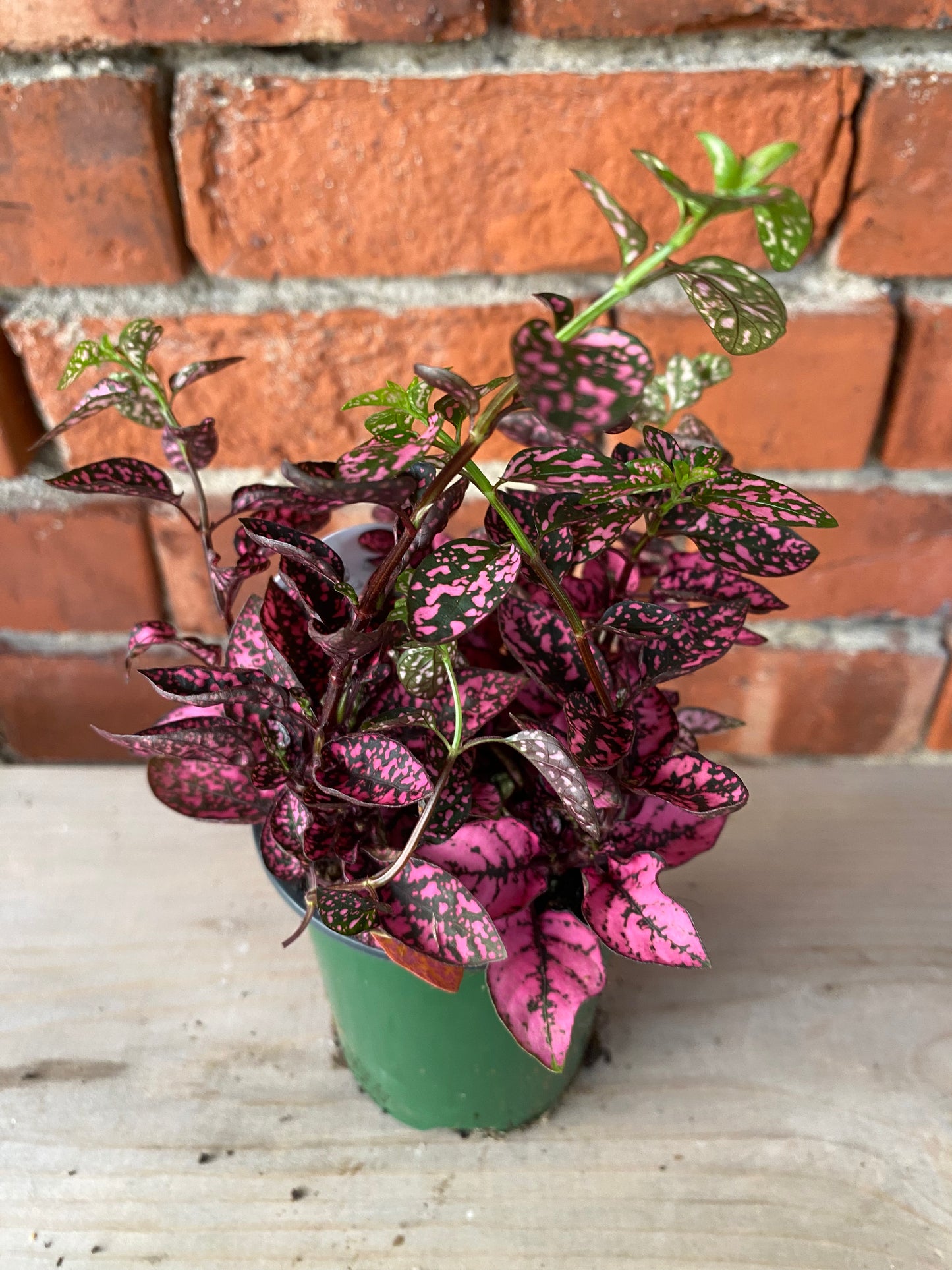Hypoestes Phyllostachya 'Polka Dot Plant'