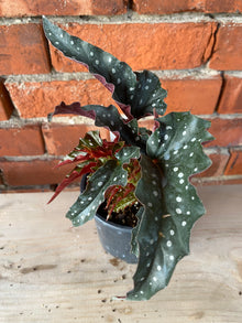 Begonia maculata 'Black Forest' - 4.5" Pot