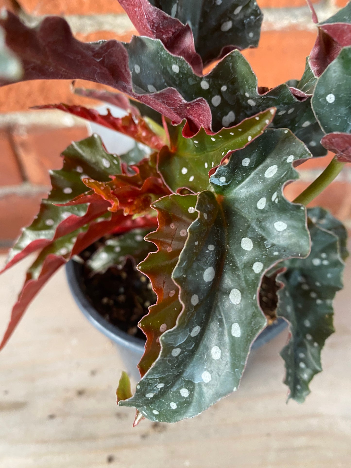 Begonia maculata 'Black Forest' - 4.5" Pot