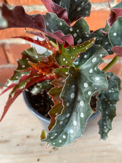 Begonia maculata 'Black Forest' - 4.5" Pot