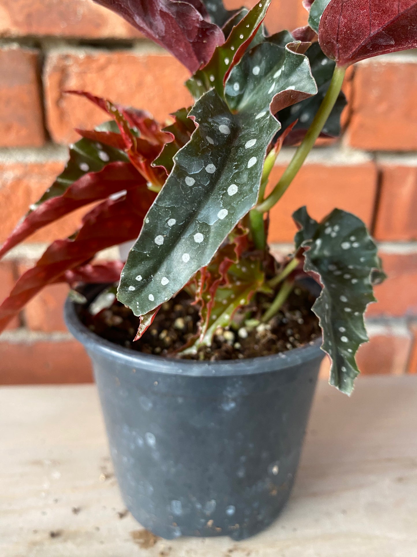 Begonia maculata 'Black Forest' - 4.5" Pot