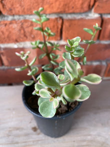 Portulacaria afra 'Variegated Elephant Jade' - 3" Pot
