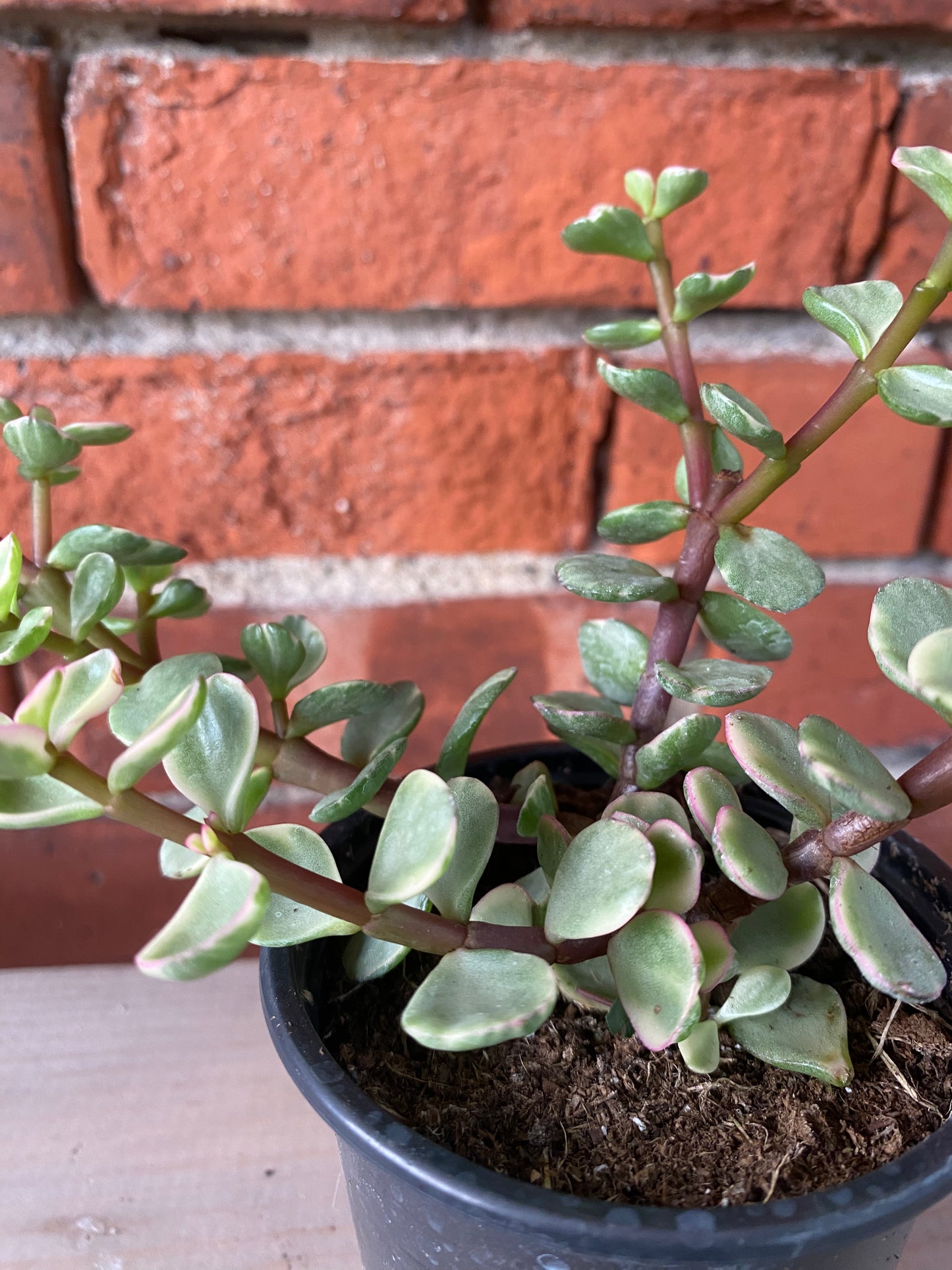 Portulacaria afra 'Variegated Elephant Jade' - 3" Pot