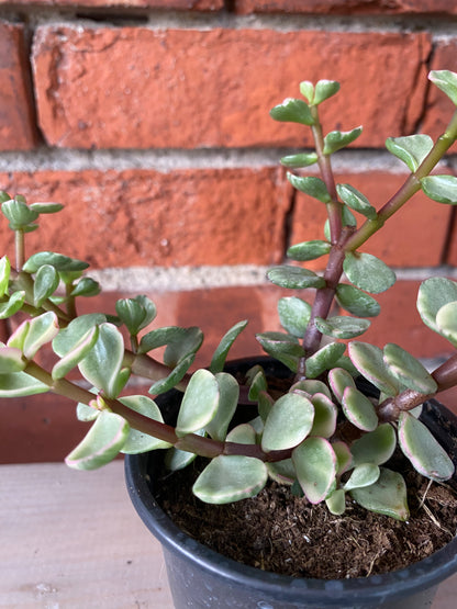 Portulacaria afra 'Variegated Elephant Jade' - 3" Pot