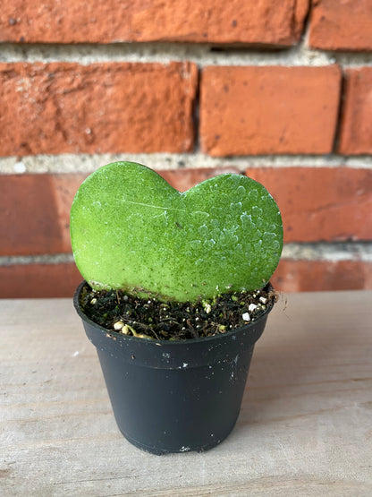 Hoya kerrii ‘Sweetheart Hoya’ - 2.5" Pot