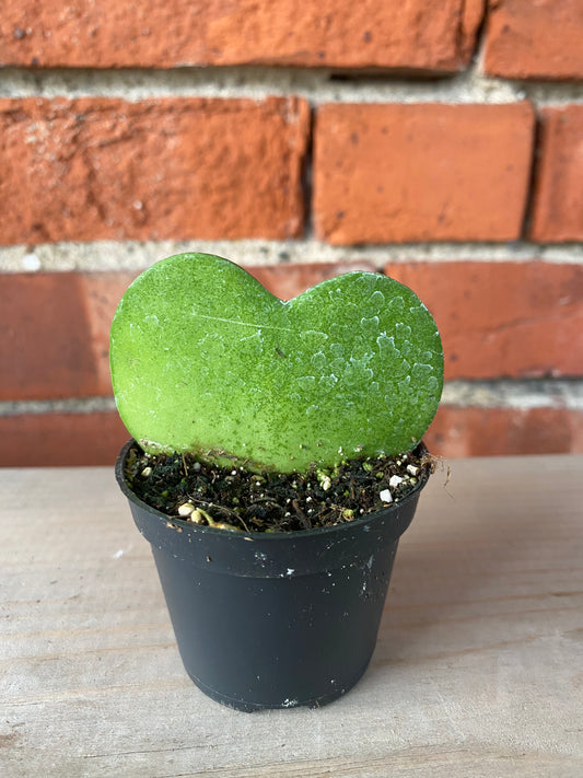 Hoya kerrii ‘Sweetheart Hoya’ - 2.5" Pot
